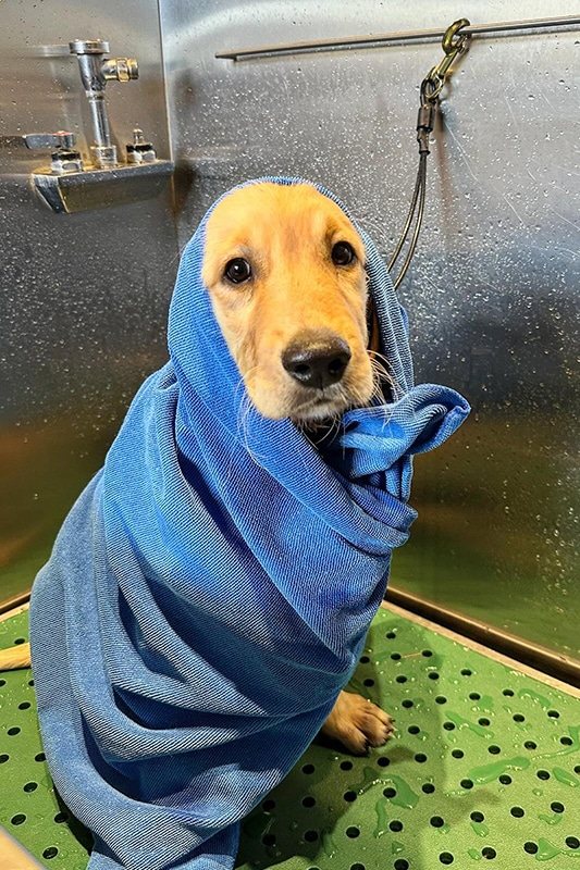 A dog mid-bath in the self-service wash