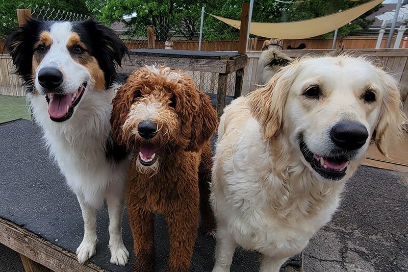 How Much Does Dog Boarding Cost? What Goes Into the Nightly Price