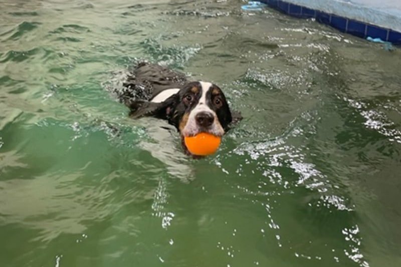 Hydrotherapy for Dogs vs. a Recreational Swim: Which One Does Your Dog Need?