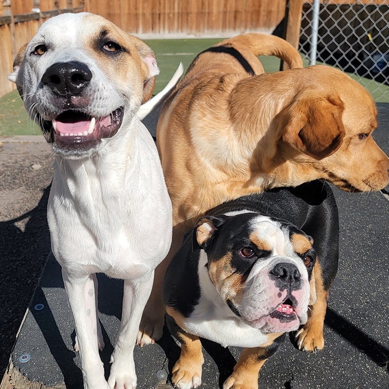 A smiling white dog, a bulldog and a golden pup in the Hobnob yard