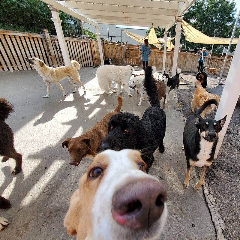 Dogs playing together at Hobnob daycare