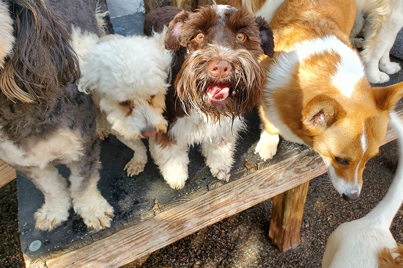 Holiday Dog Boarding in Denver: Book Early and Pack Right