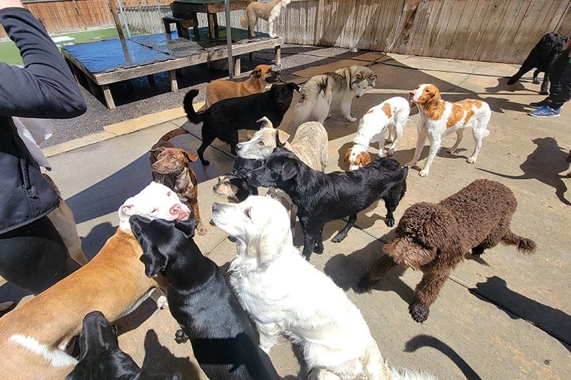 What a FREE Trial Day at Dog Daycare Looks Like, and Why We Require One