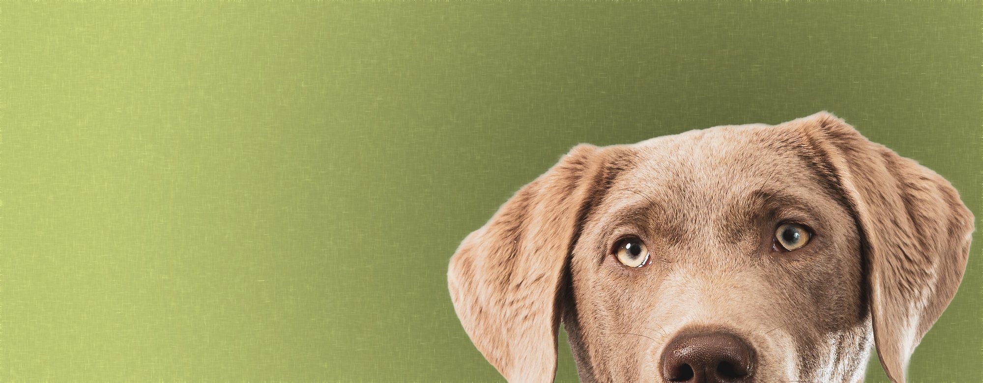 Hobnob guests on the signature olive green
