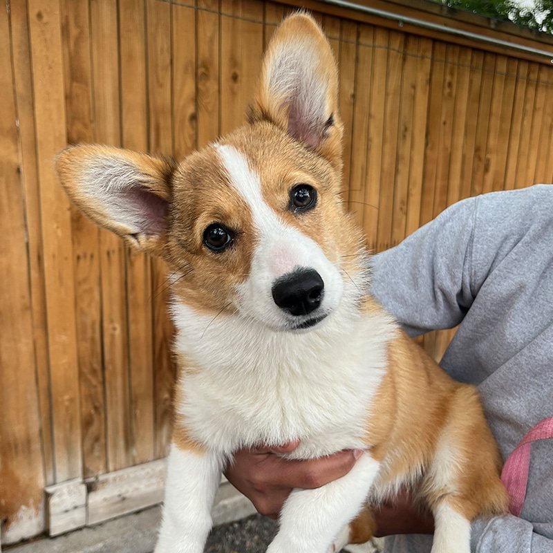 Moxie the corgi puppy at Hobnob