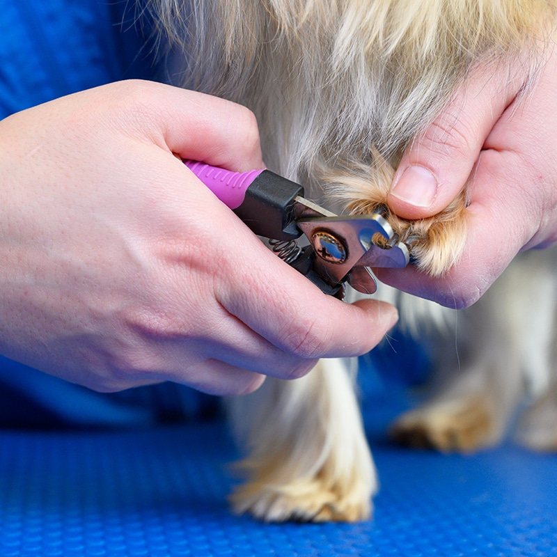 A Hobnob groomer trimming a dog’s nails
