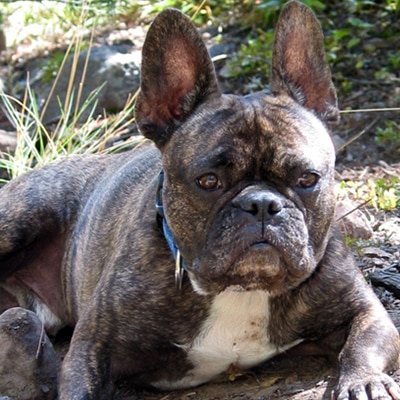 A brindle French bulldog relaxing in the sun at Hobnob