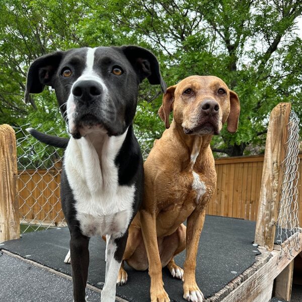 Full Day Doggy Daycare - DTC - Image 3